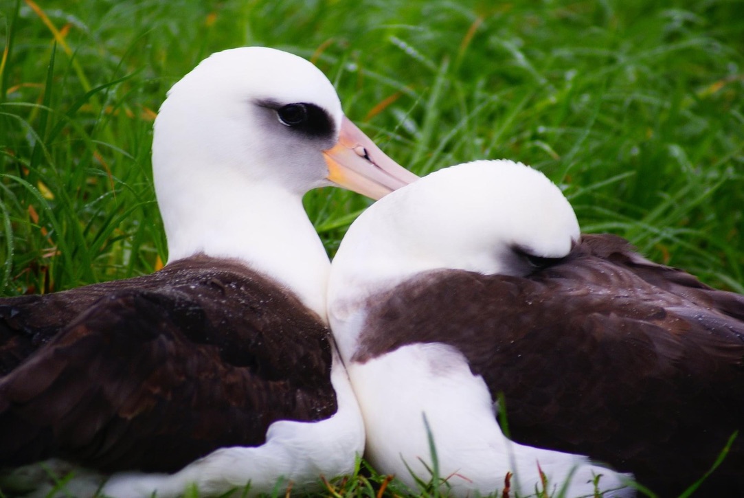 Two Puamana Albatrosses along the Princeville Makai golf course